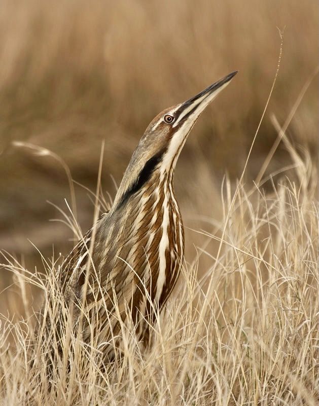American Bittern (Botaurus lentiginosus) attempting to hide by Jerry Segraves. Public Domain